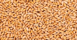 Wheat Mandi Bhav : गेहूं का भाव 12 जून 2025: महाराष्ट्र की मंडियों में शरबती गेहूं की कीमत ₹5600 तक पहुंची